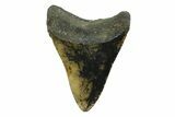 Bargain, Fossil Megalodon Tooth - North Carolina #356706-1